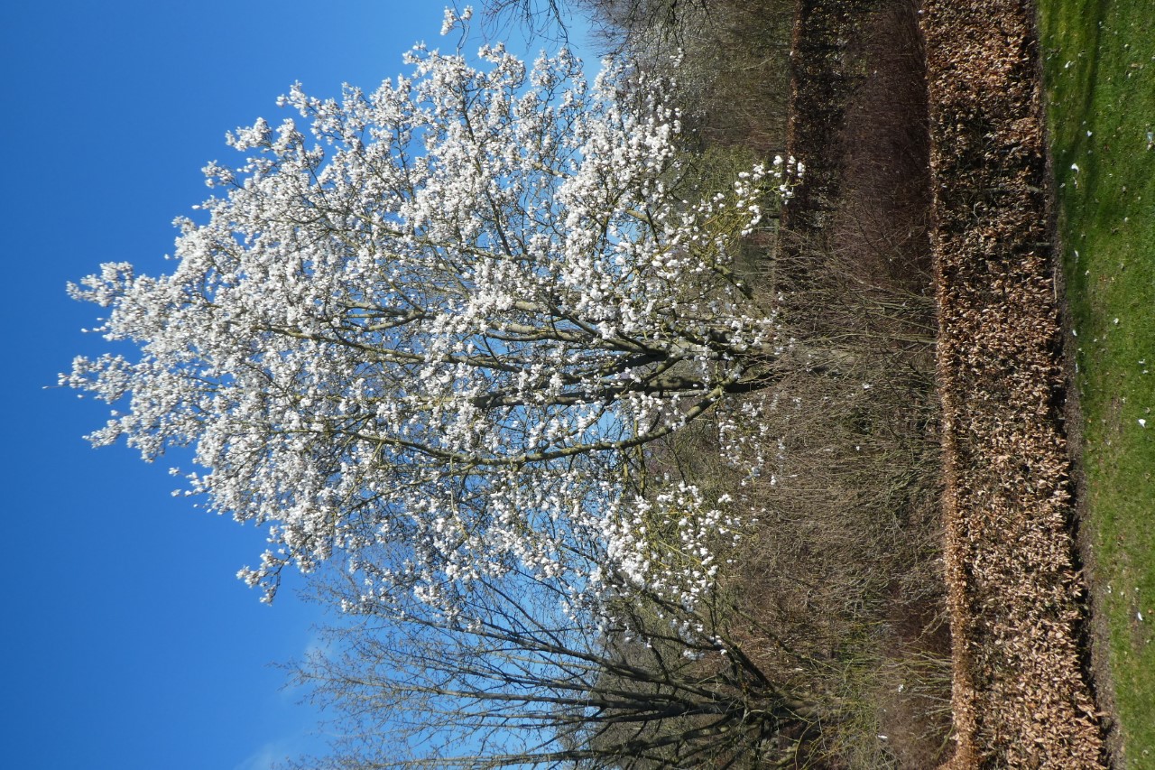 magnolia biondii